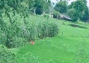 कञ्चनपुरमा बाघ नियन्त्रणमा लिन बर्दियाबाट डार्ट टोली आउँदै