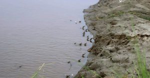 कैलालीमा दुर्लभ घडियाल गोहीले बच्चा कोरले