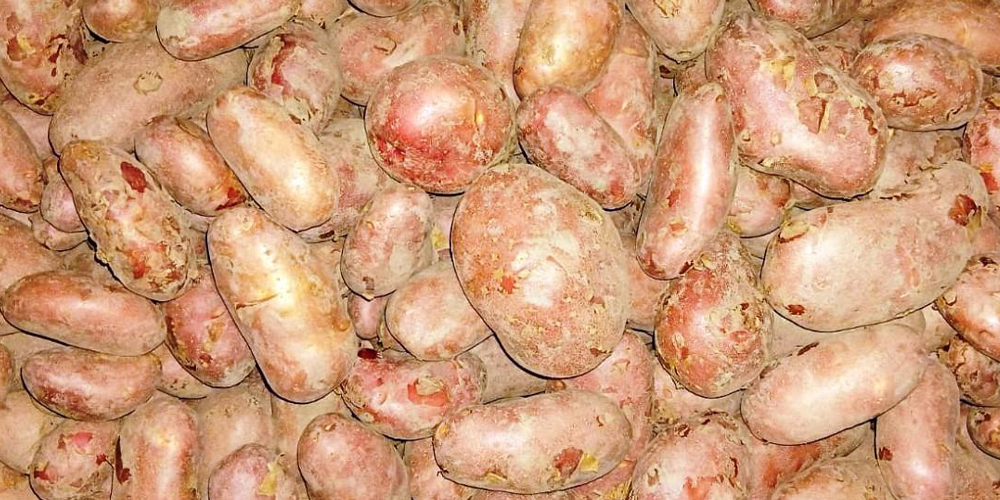 एक कठ्ठा जग्गामै ‘बाह्र क्विन्टल’ आलु