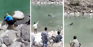 बाजुरामा गाईमाथि क्रूर व्यवहार