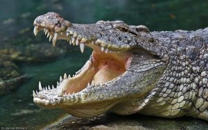 कैलालीमा माछा मार्ने क्रममा गोहीले आक्रमण गर्दा एक जना घाईते