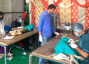 धनगढीमा गरियो २८६ सामुदायिक कुकुरको बन्ध्याकरण