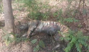 कैलालीको टिकापुरमा पोथी पाटे बाघ मृत अवस्थामा फेला