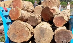 कञ्चनपुरमा अबैध काठ बरामद