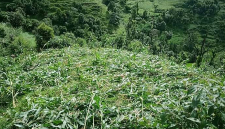 बैतडीमा वर्षासँगै आएको हावाहुरीले मकैबालीमा क्षति