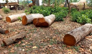 कैलालीमा सामुदायिक वनका अध्यक्षबाटै काठ तस्करी