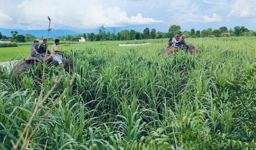 कञ्चनपुरमा बाघ नियन्त्रणमा लिन हात्तीसहितको प्राविधिक टोली परिचालन