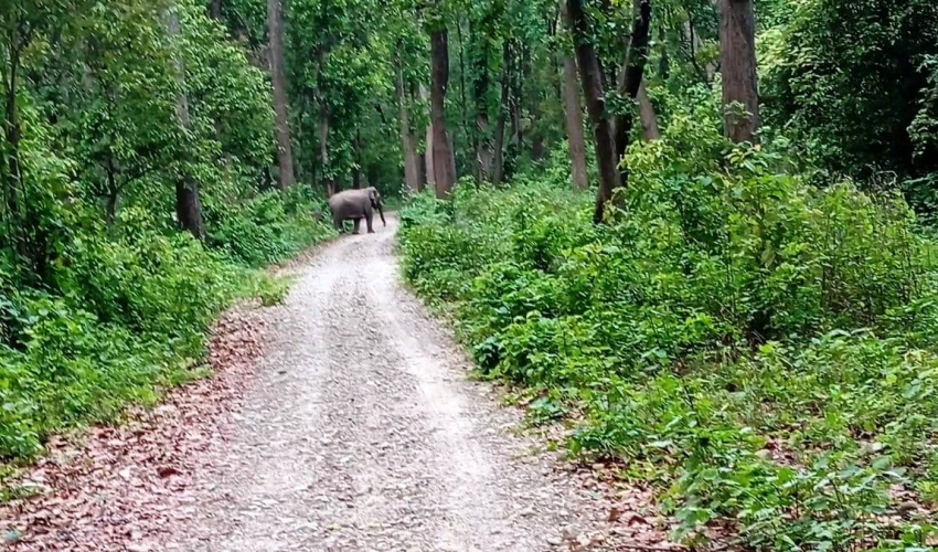 कञ्चनपुरको चुरे फेदीका वन क्षेत्रमा हात्तीको बथान, बस्तीमा त्रास