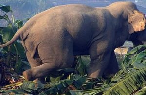 जङ्गली हात्ती गाउँ पसेपछि रातभर जाग्राम