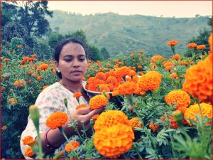 डडेल्धुरामा सयपत्री फूल खेतीबाट युवाहरू आत्मनिर्भर बन्न थाले