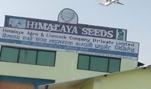 कैलालीका किसानले गहुँको बीउकै भुक्तानी पाएनन्