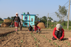 १५ कट्ठामा तरकारीखेती गरेर वार्षिक पाँच लाख आम्दानी