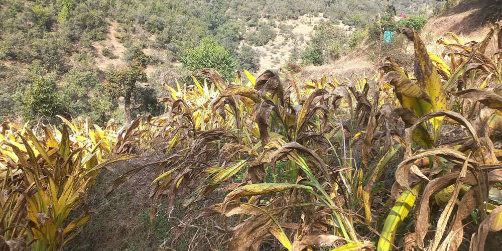 बैतडीका महिला व्यावसायिक बेसारखेतीमा