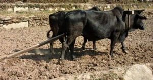 हल गोरु पाल्ने दुर्गमका किसानलाई नगद प्रोत्साहन