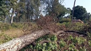 कृष्णपुरको सामुदायिक वन फँडानी प्रकरण :बयान लिने काम अन्तिम चरणमा