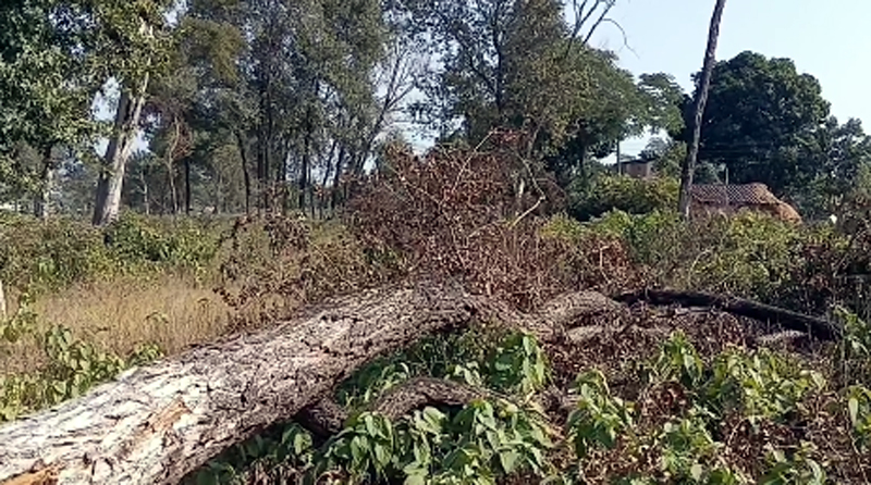 कृष्णपुरको सामुदायिक वन फँडानी प्रकरण :बयान लिने काम अन्तिम चरणमा