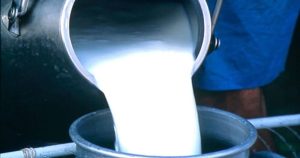 सुदूरपश्चिममा दूधको उपलब्धता बढ्दै