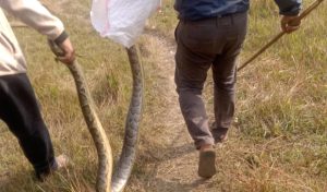 घोडाघोडीको विद्यालय प्राङ्गणमा अजिङ्गर फेला