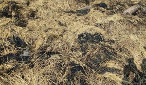 कैलालीको बर्दगोरियामा अज्ञात समूहद्वारा परालका टौवामा आगजनी