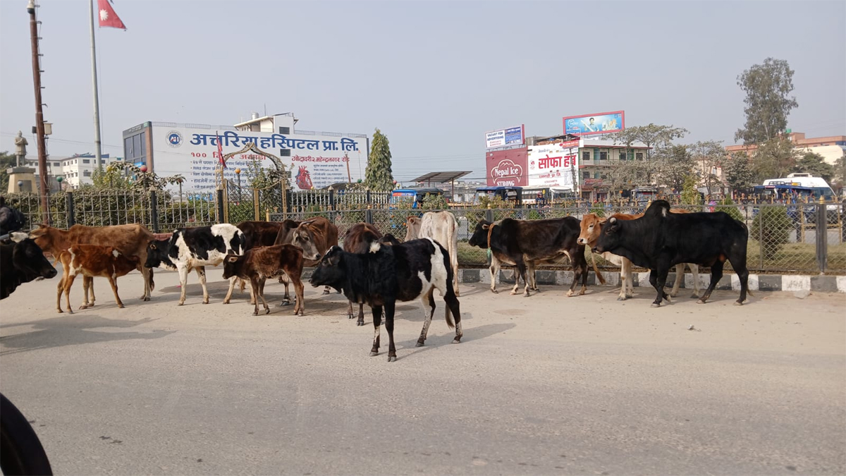 गौशालाबाट छोडिएका छाडा गाई गोरु बजार भरी जताततै (फोटो फिचर)