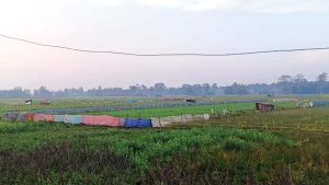 निर्वाचनभन्दा कैलालीका किसानलाई कसरी बाली जोगाउने भन्ने चिन्ता