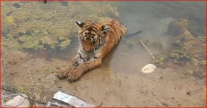 समयमै उद्दार नहुँदा नदीमा फसेको बाघको बच्चाको मृ!त्यु, जिम्मेवारीमाथि प्रश्न