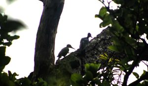 देवहरिया उद्यानमा दुर्लभ राजलाहाँचे चरा फेला