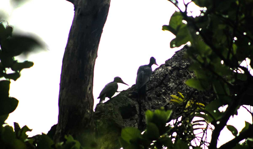 देवहरिया उद्यानमा दुर्लभ राजलाहाँचे चरा फेला