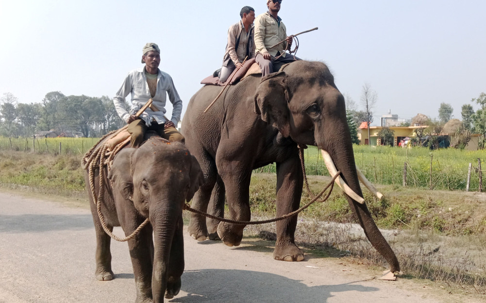 यसरी दिइँदैछ शुक्लाकलीलाई तालिम