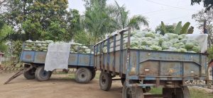 बेलौरी, वैशाखी सीमाबाट मध्यरातमा दुई ट्रली अवैध केरा बरामद, भन्सार चलान गरिँदै