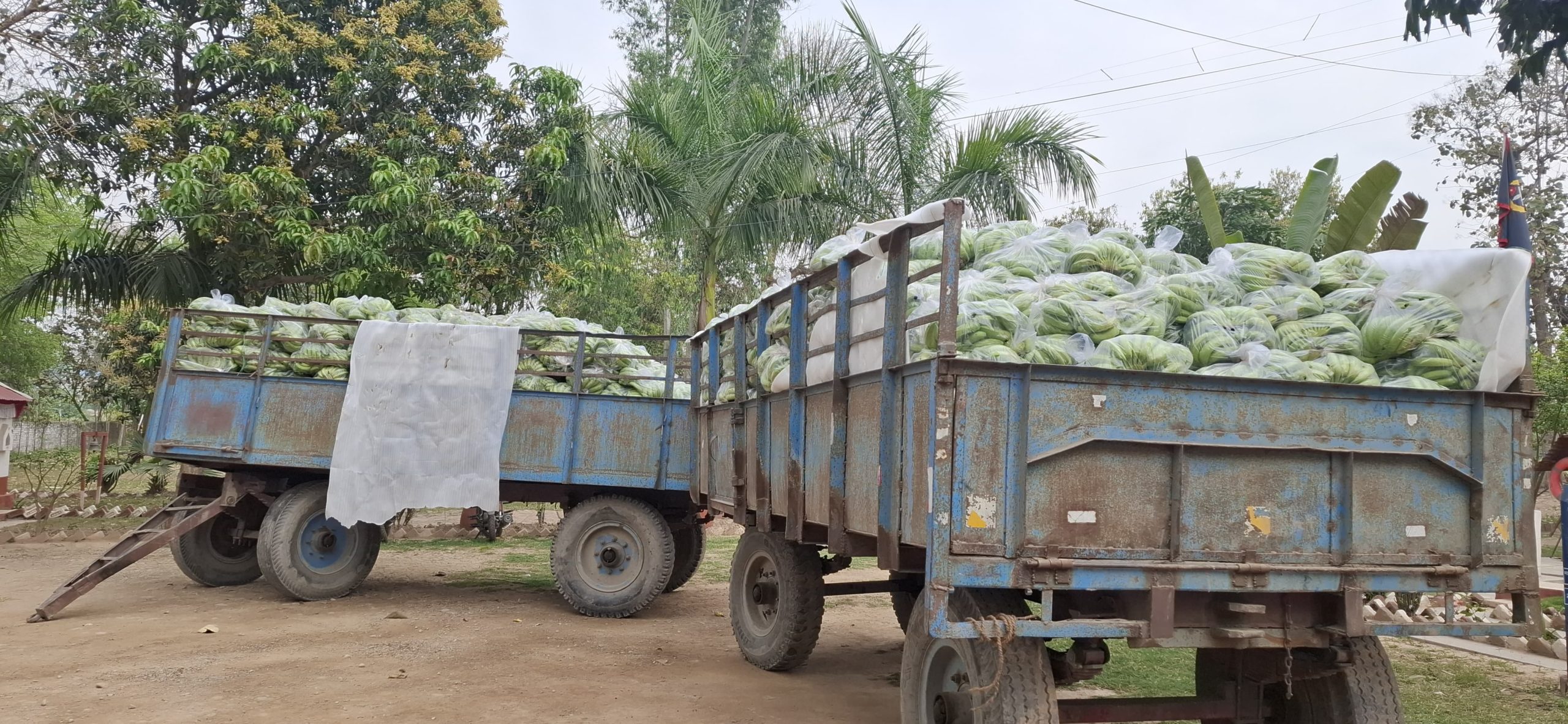 बेलौरी, वैशाखी सीमाबाट मध्यरातमा दुई ट्रली अवैध केरा बरामद, भन्सार चलान गरिँदै