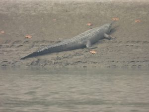 देवघाटमा देखियो घडियाल गोही