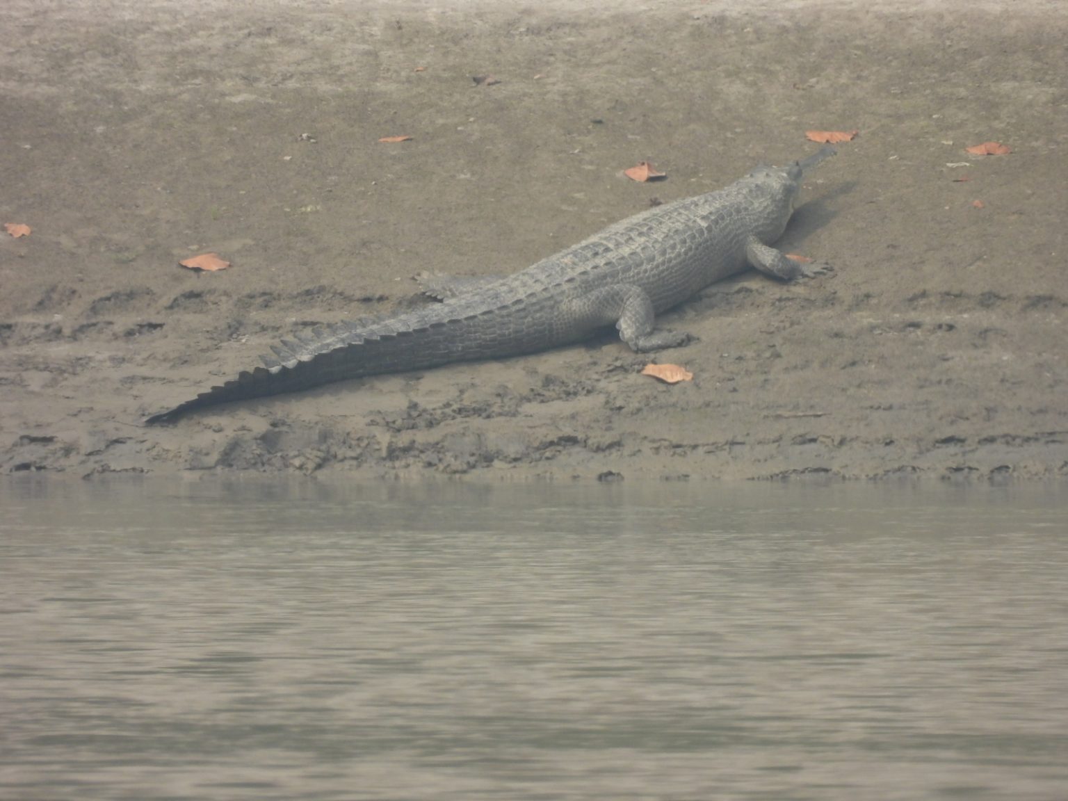 देवघाटमा देखियो घडियाल गोही