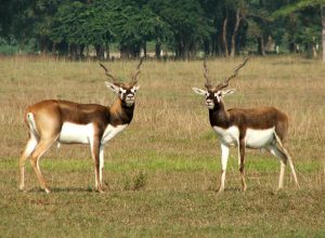 कञ्चनपुर र बर्दियाबाट १८ कृष्णसार चितवन स्थानान्तरण गरिँदै