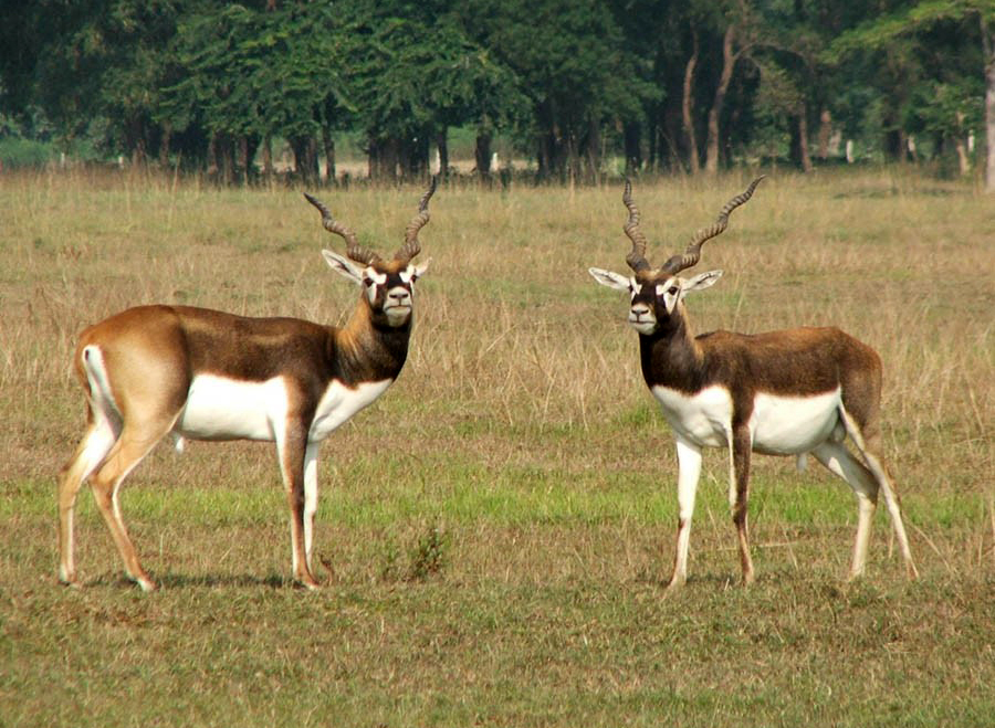 कञ्चनपुर र बर्दियाबाट १८ कृष्णसार चितवन स्थानान्तरण गरिँदै