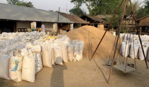 खाद्य कम्पनीद्वारा कैलालीमा गहुँ खरिद सुरु