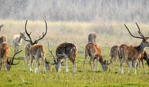 शुक्लाफाँटा राष्ट्रिय निकुञ्जमा बाह्रसिङ्गाको गणना सुरु