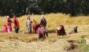 कैलालीका किसानलाई धान भित्र्याउने चटारो